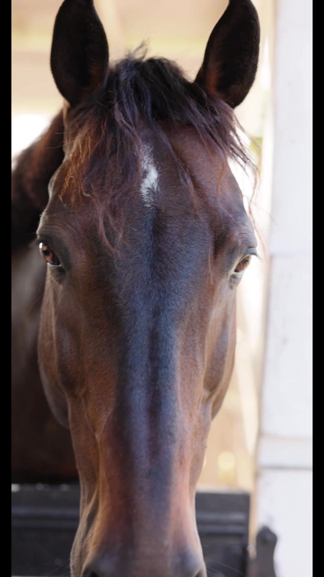 @Aubray | Equine Photographer