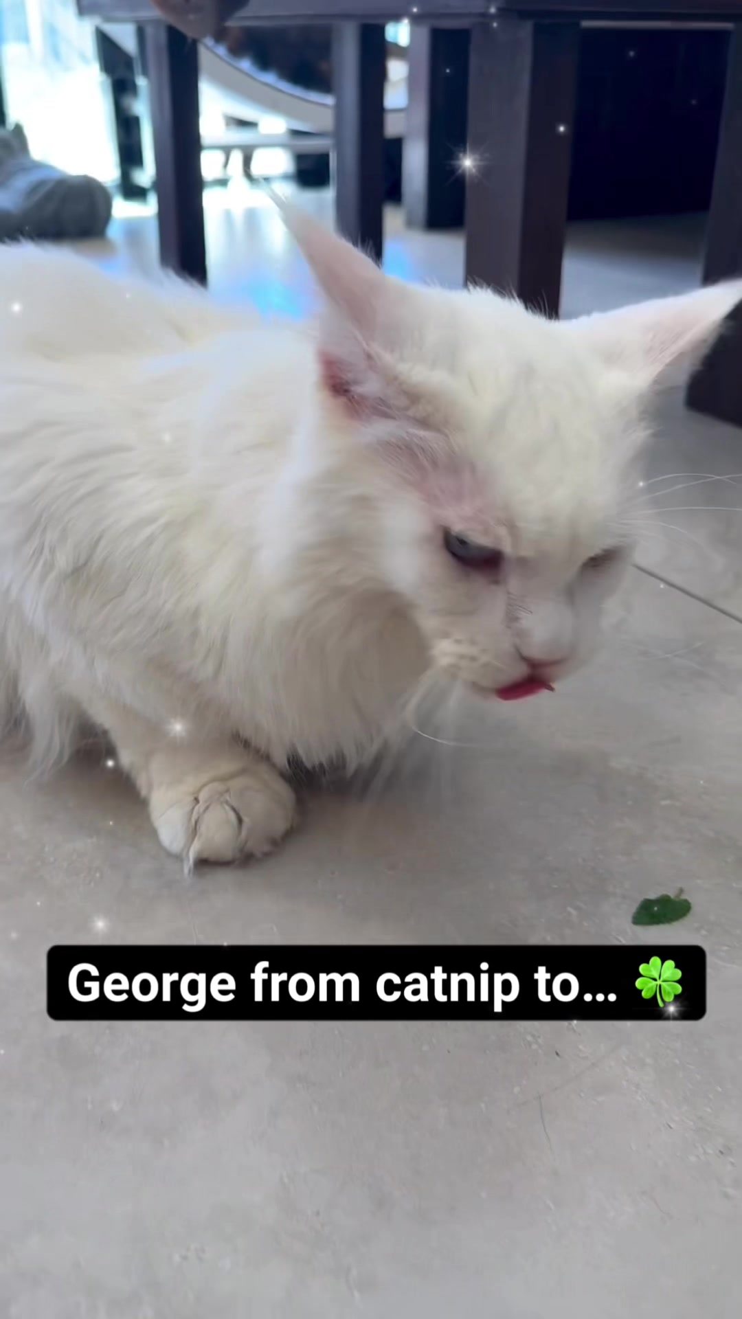 @crazycatcafe