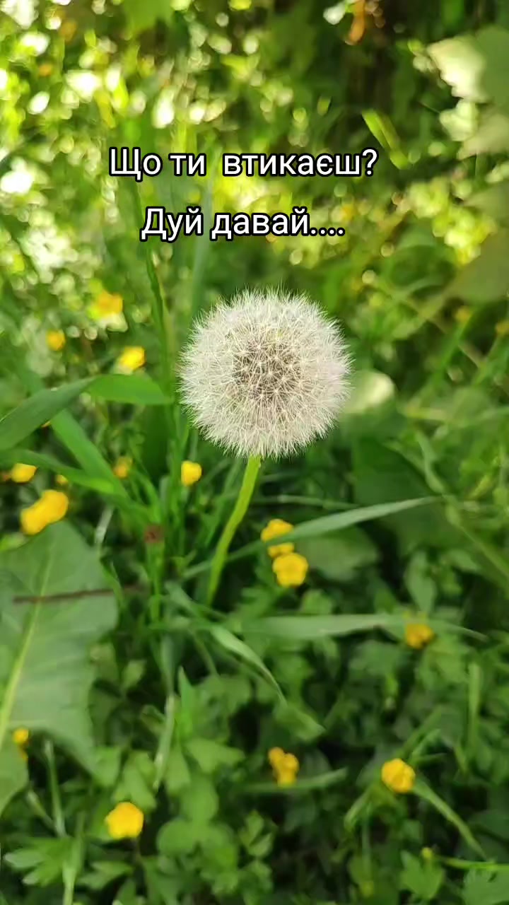 @MARTA ᥫ᭡