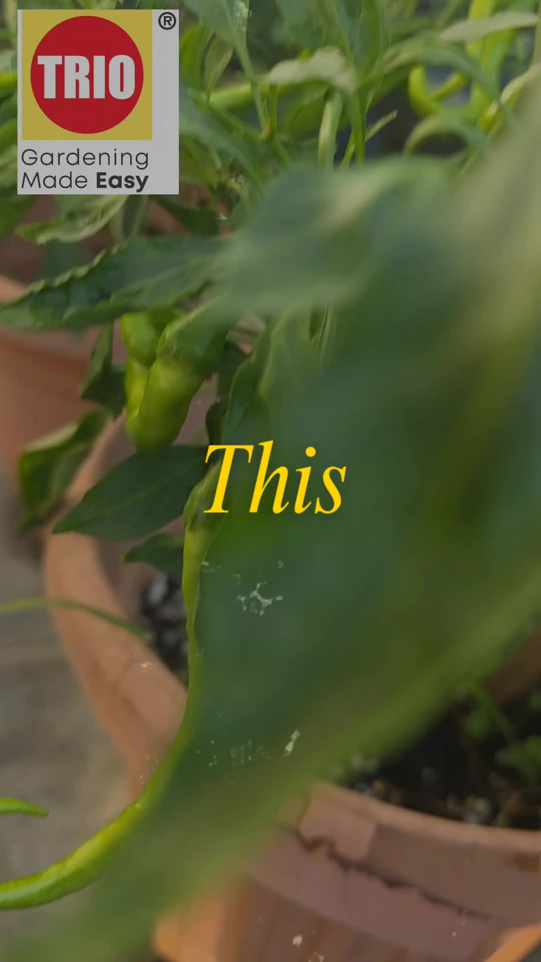 @TRIOgardening
