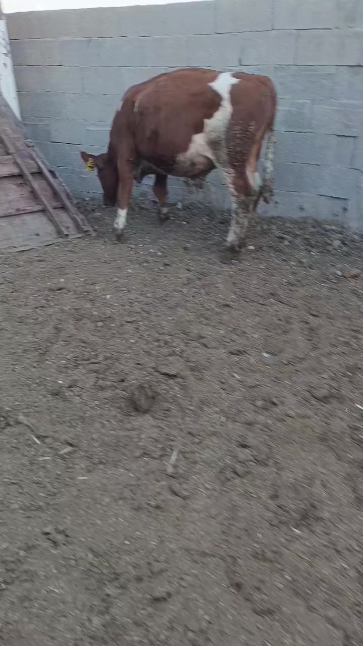 @Mehmet atılgan