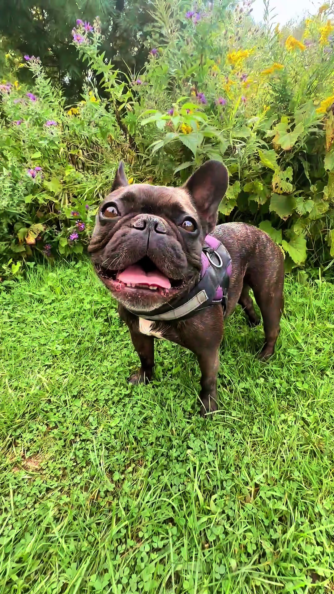 @Lucy the Frenchie