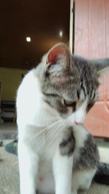 @Черная пантера 🌹🐈⬛