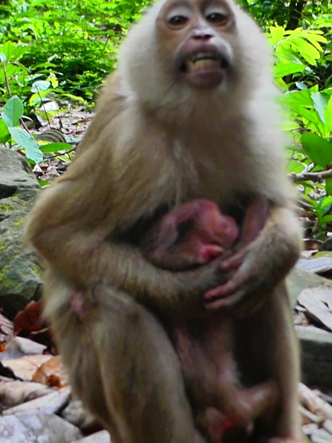 @Monkey Discovery