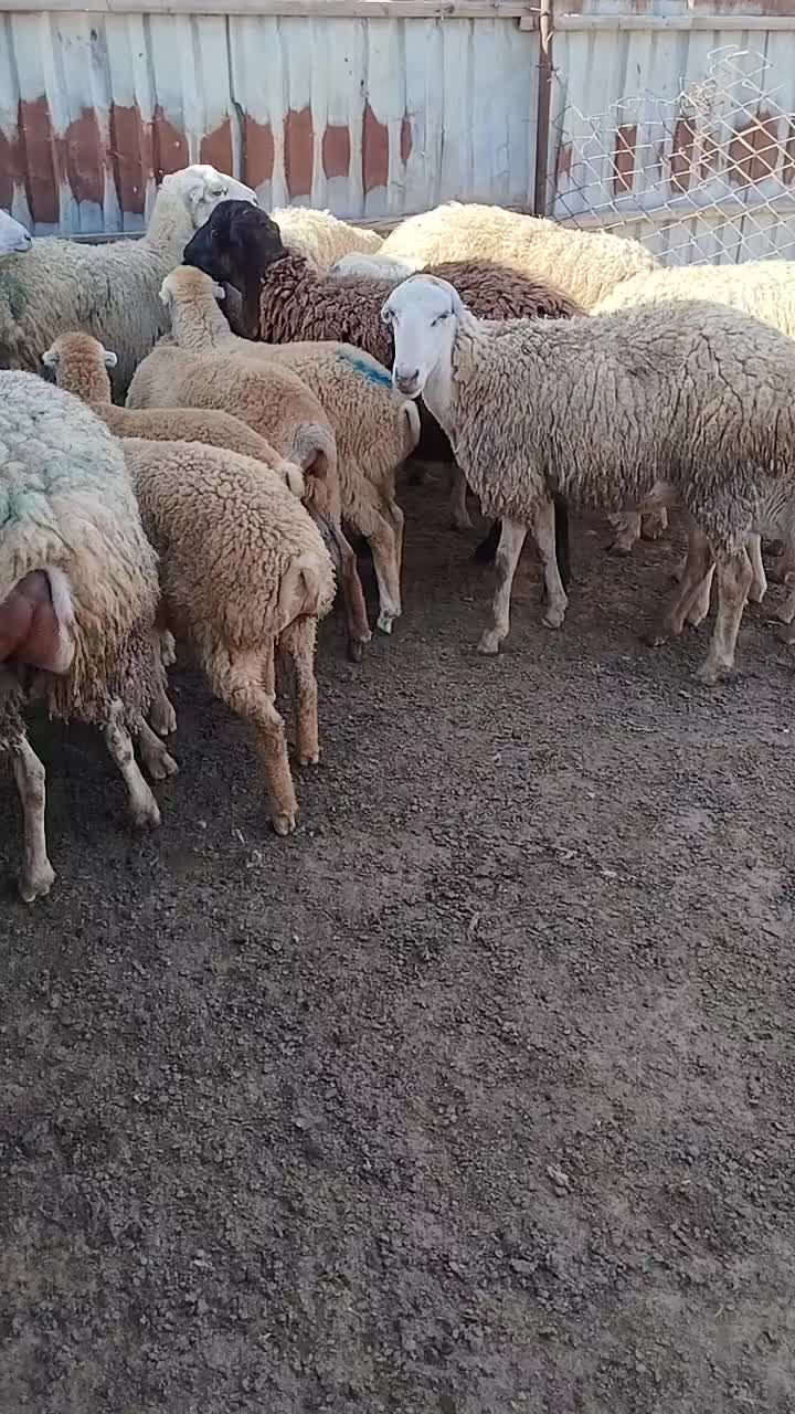 @kend_həyati_041
