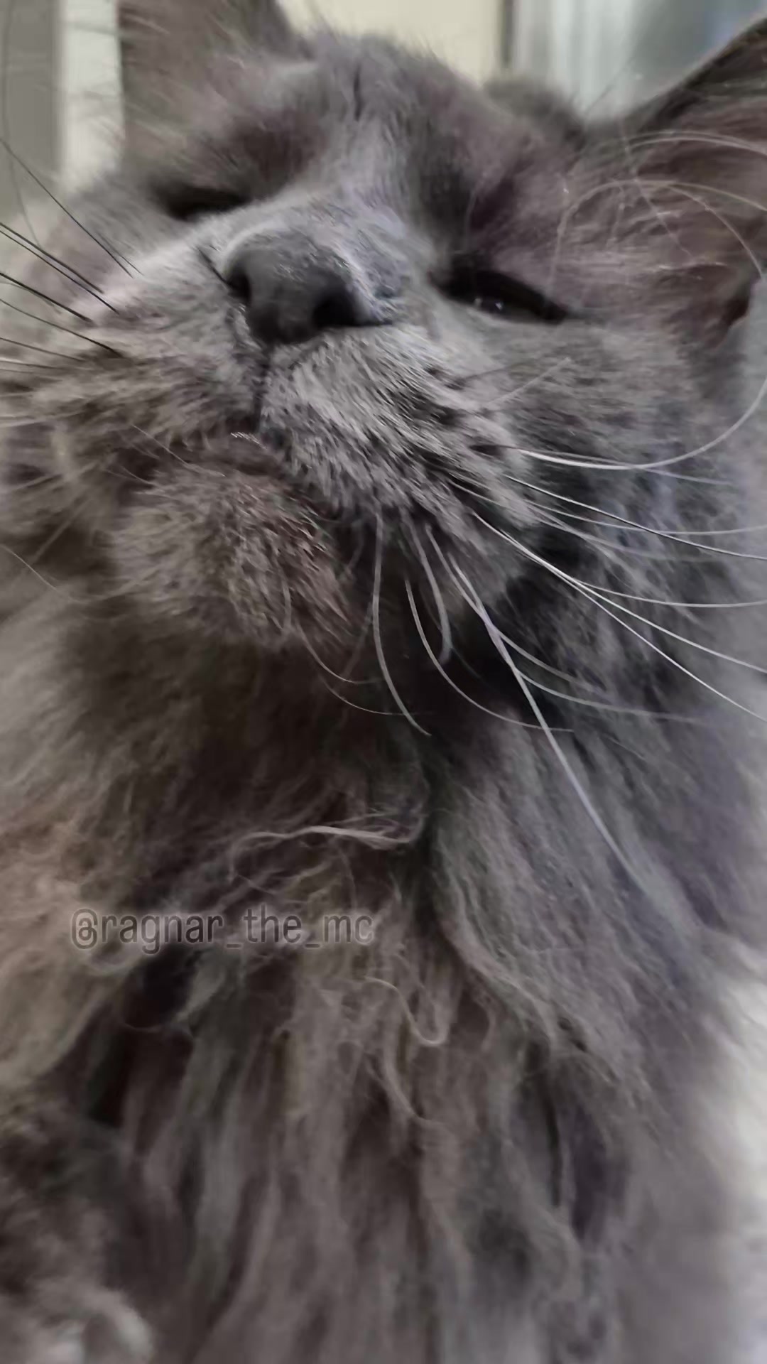 @Ragnar the Maine Coon 🐈