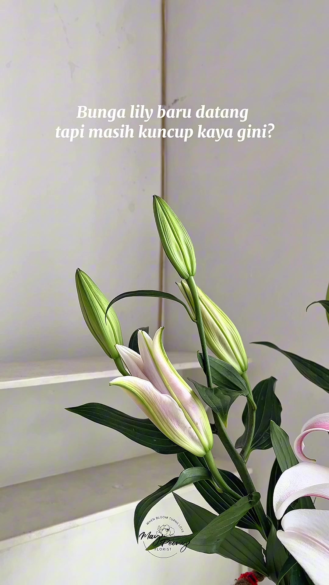 @May Peony Florist