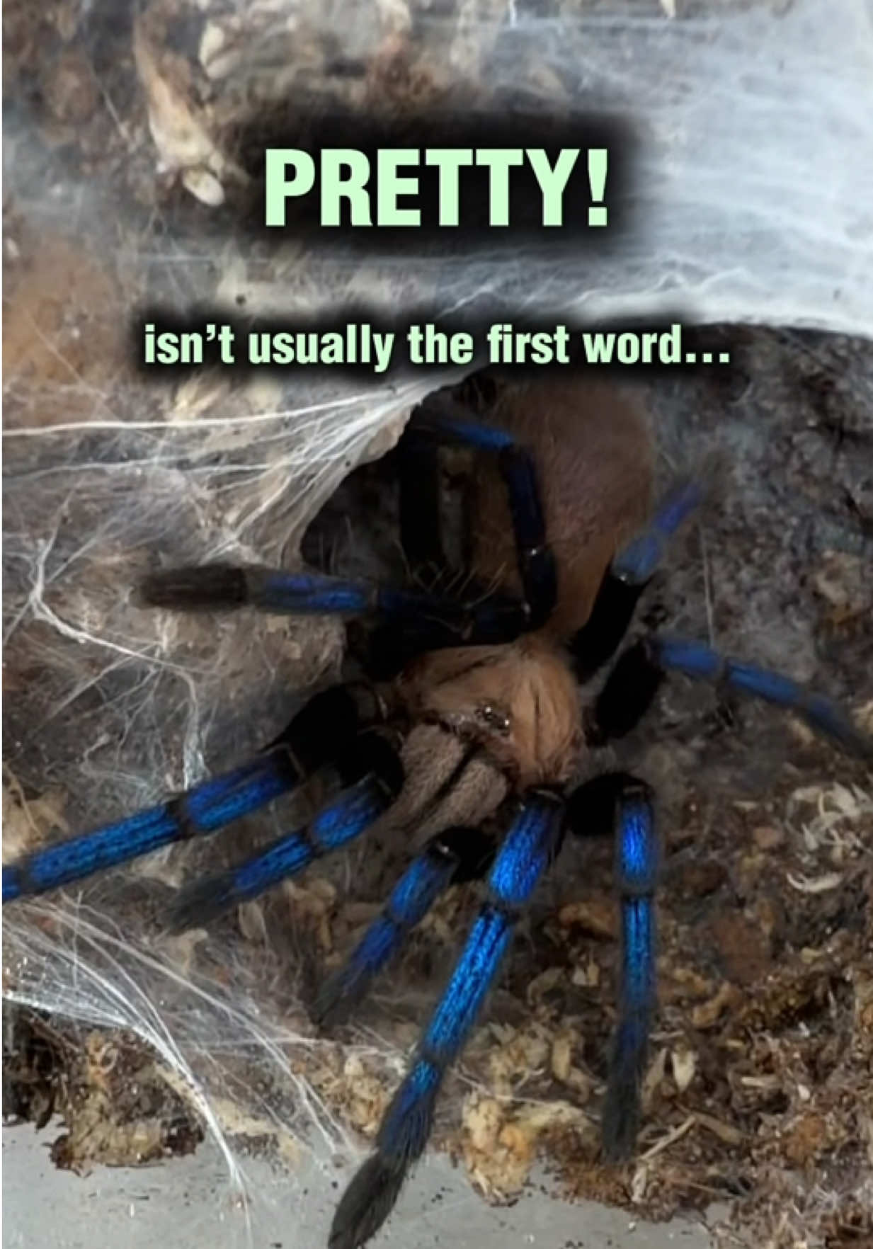 @Spider Conservatory