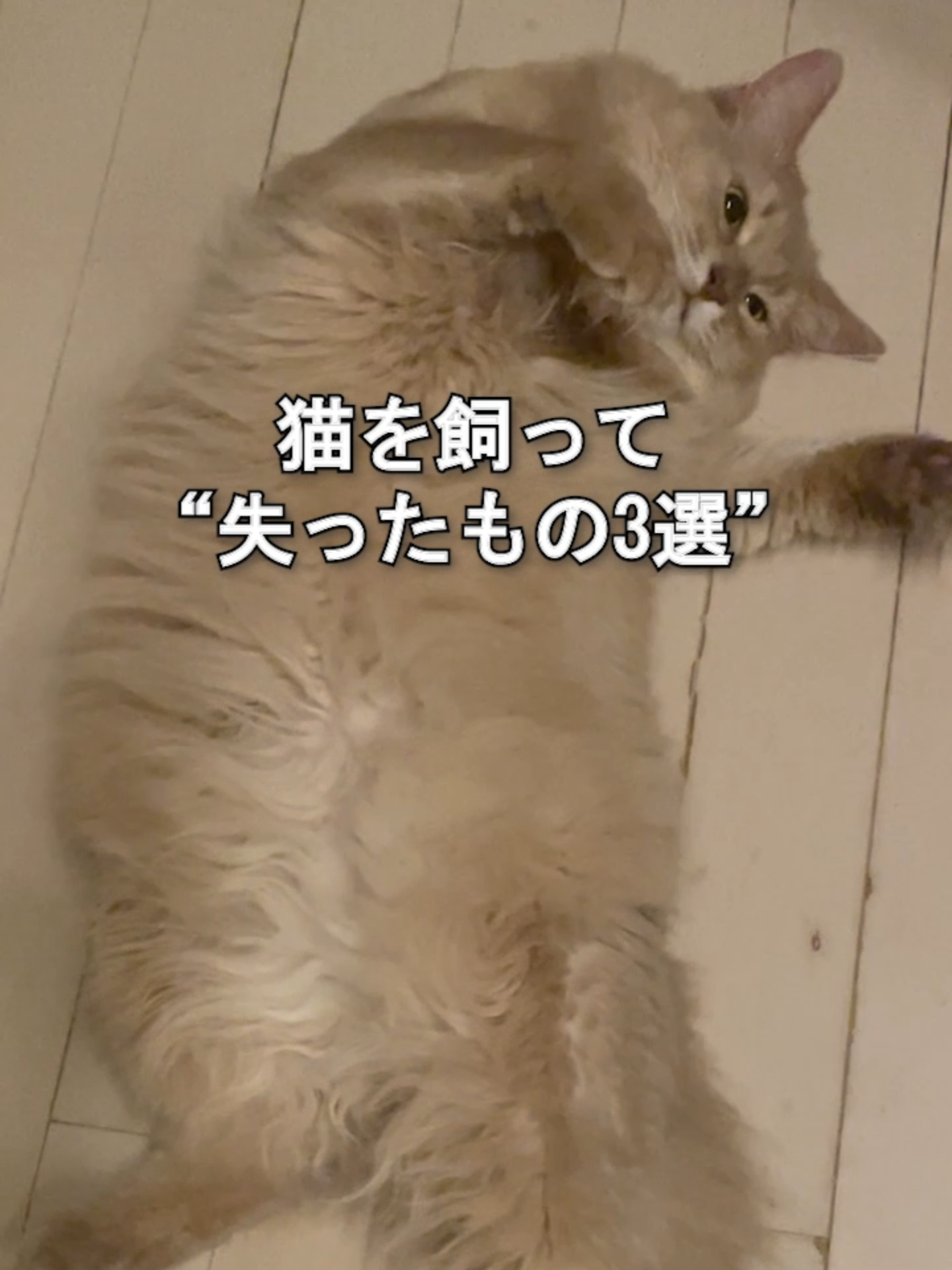 @オダガワ動物病院