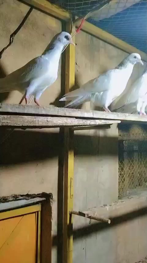 @Mubarik Mirza