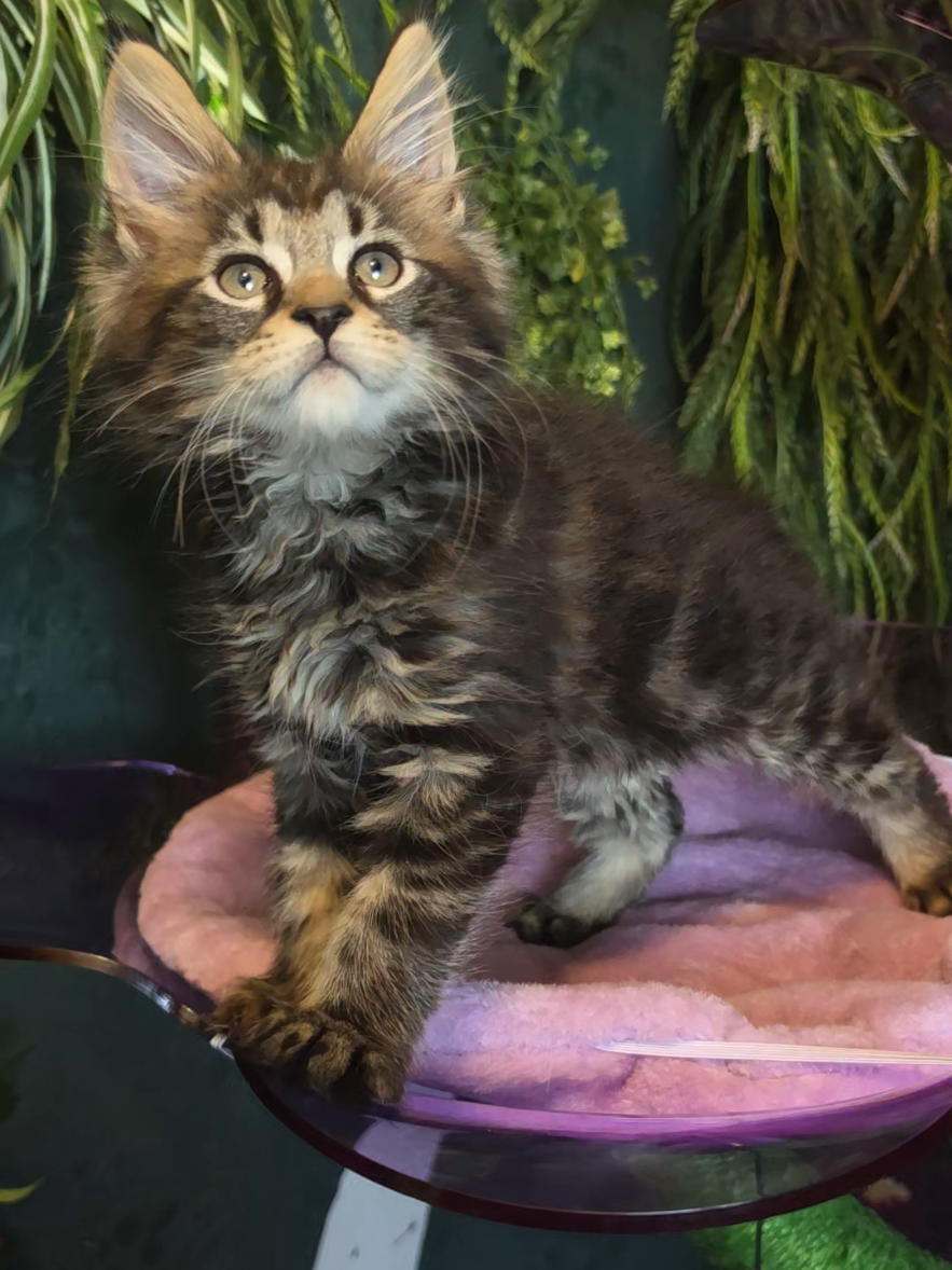 @Peaky Claws Cattery