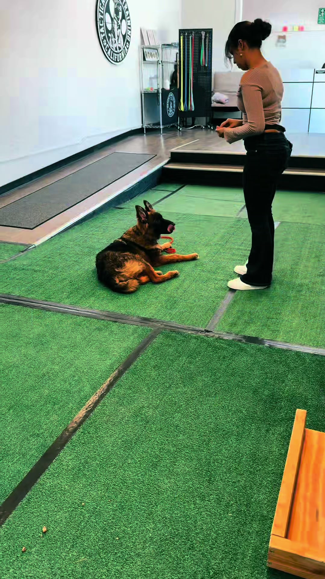 @Tactical K9s Dog Training