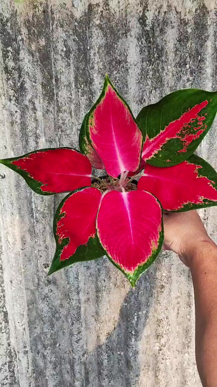 @Ronaldo_Aglaonema