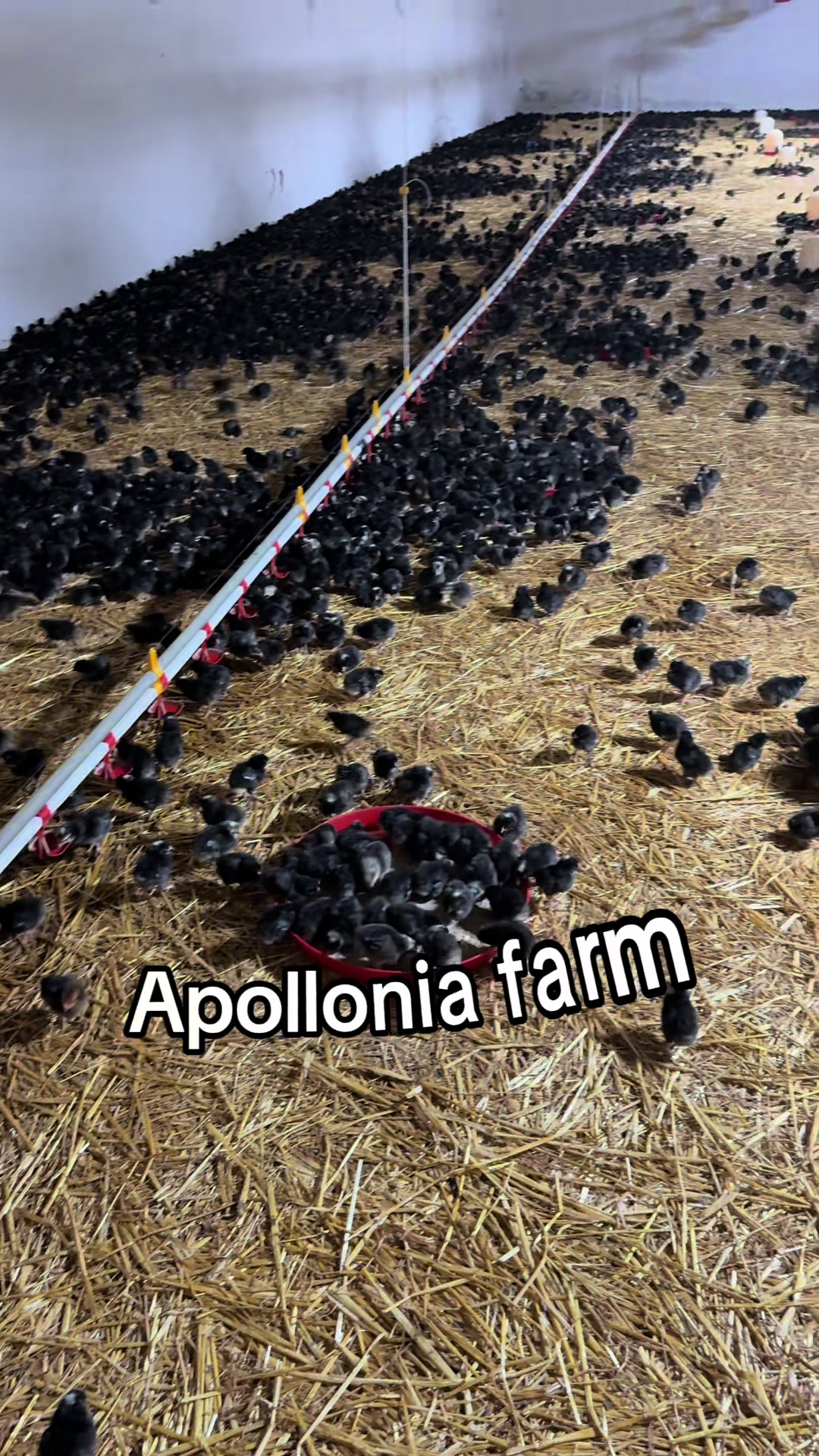 @apollonia farm ✨