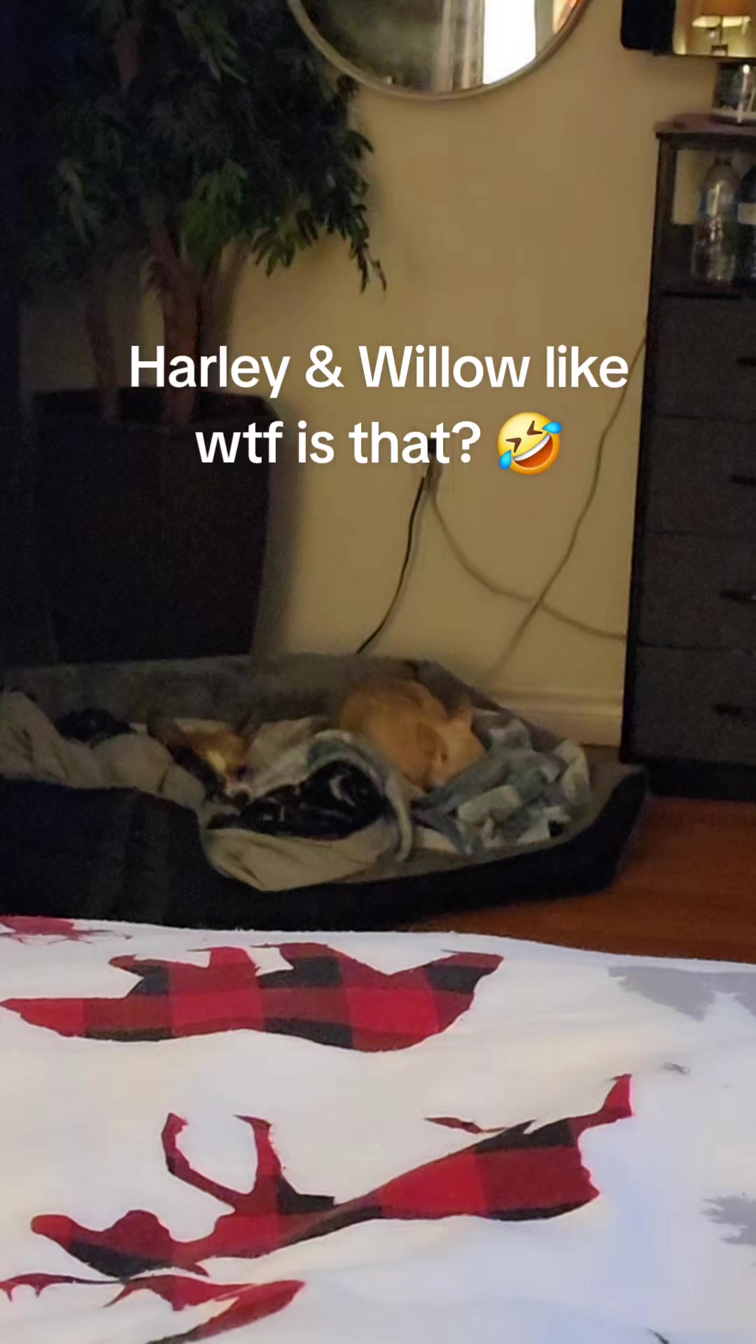 @Kittyk38🇨🇦