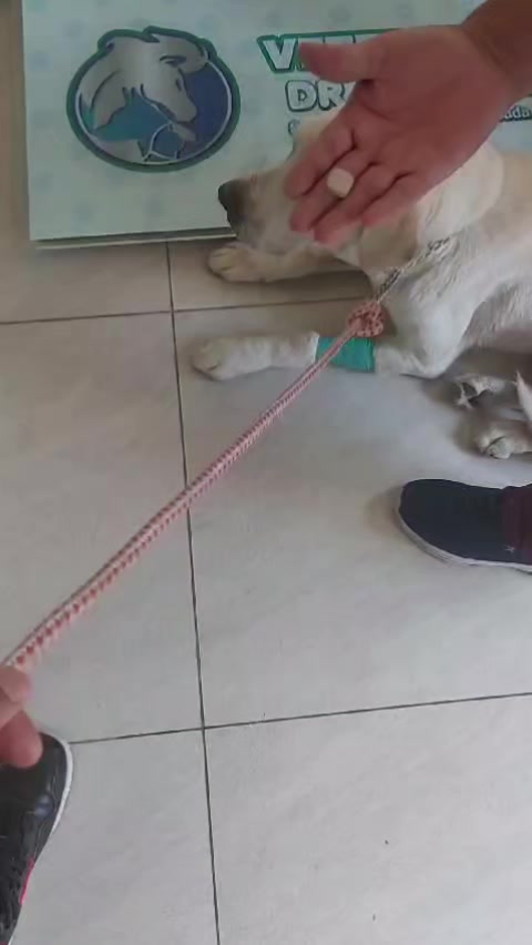 @Veterinaria Dr. C.A.M. Vet 🐩