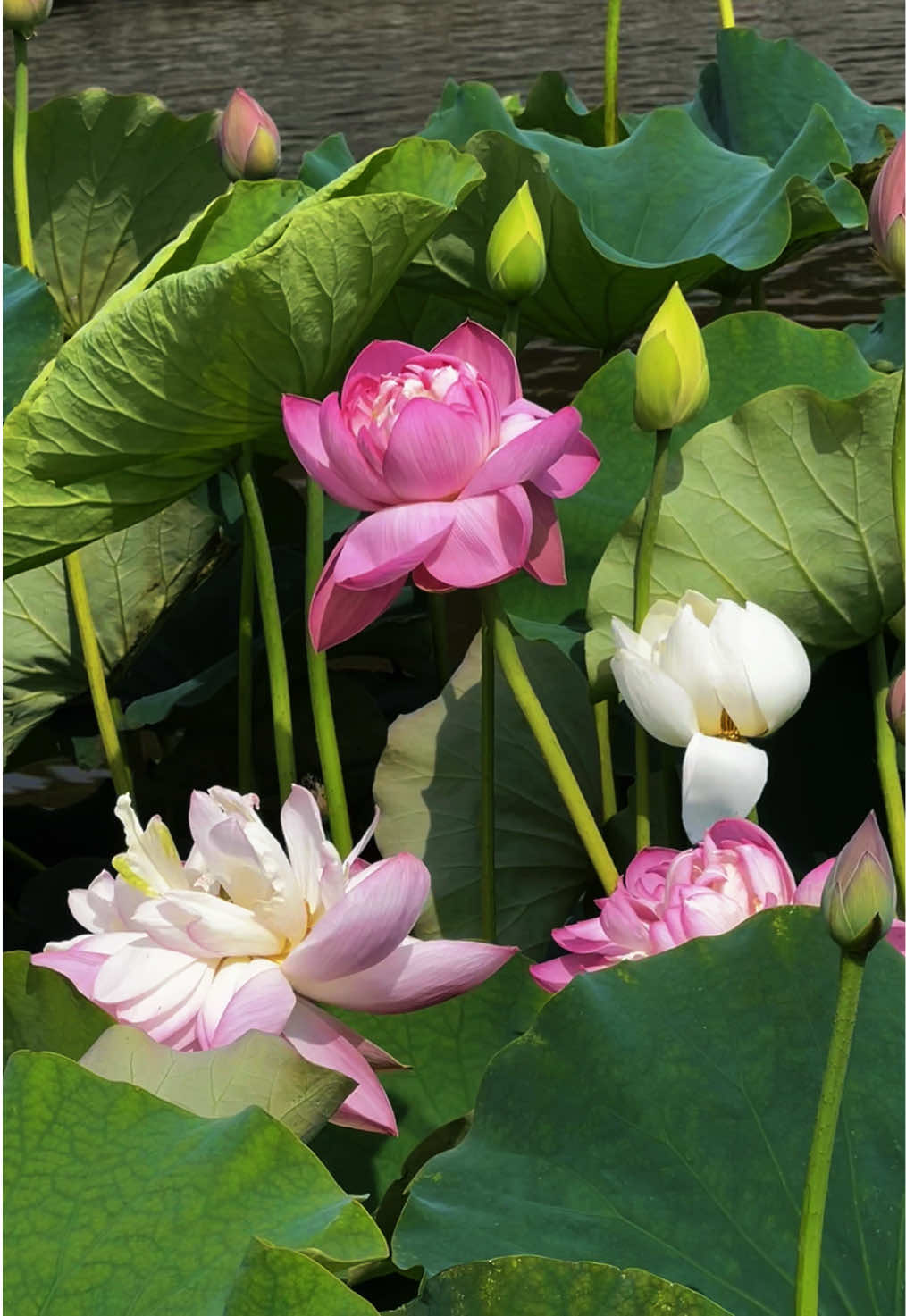 @nguyen thequan