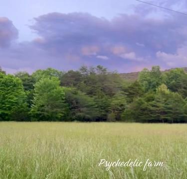 @Psychedelicfarm