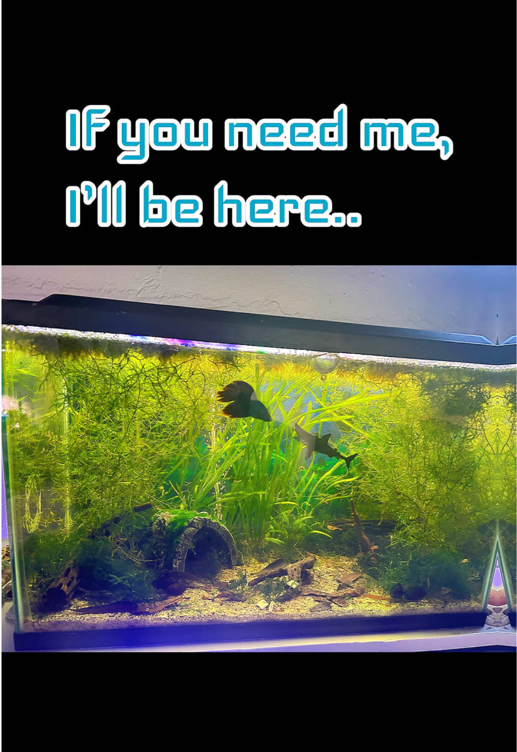 @FishTokMom