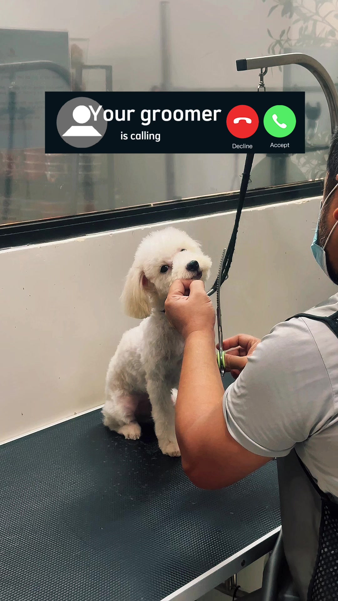 @petlanecebu