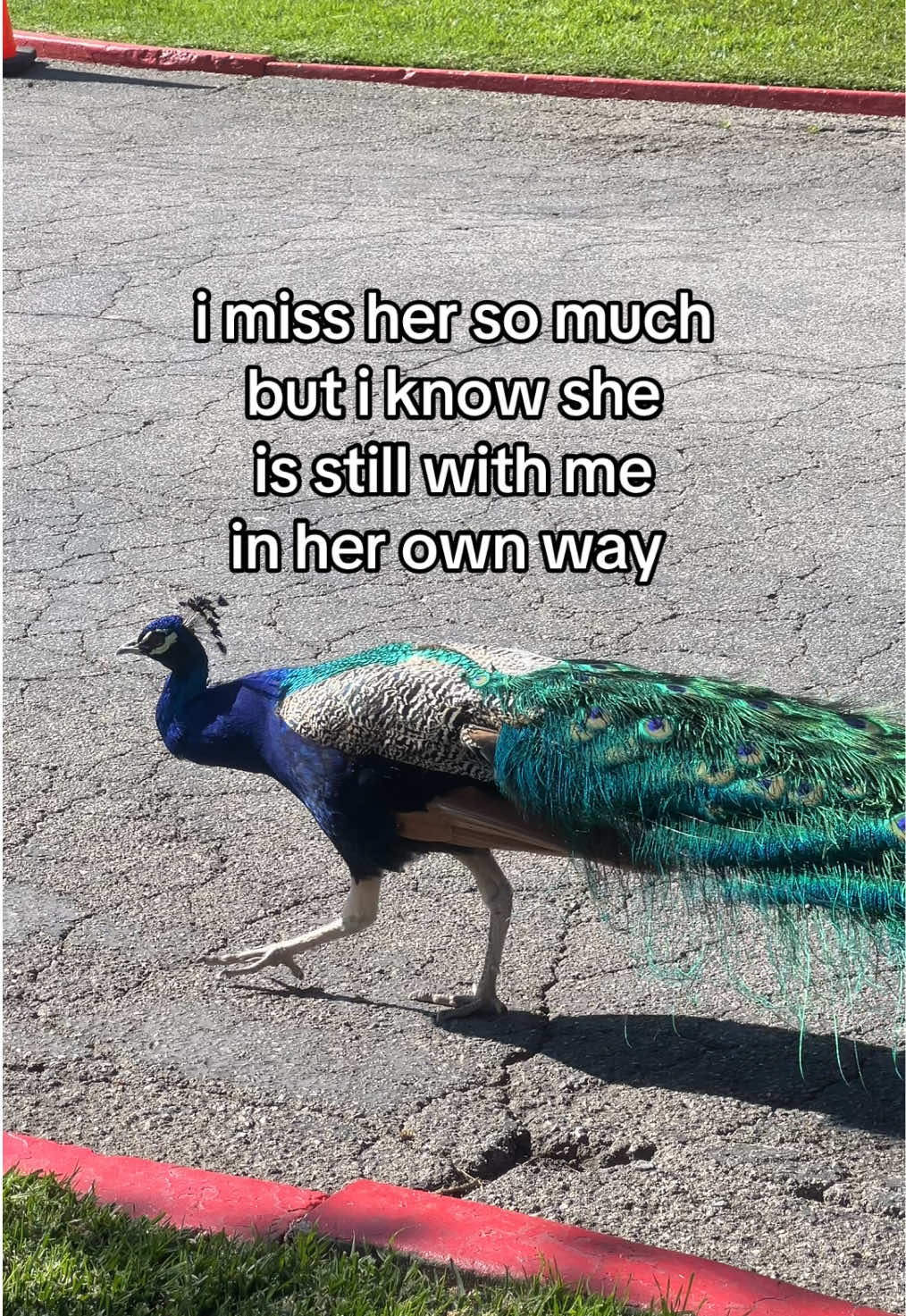 @KORALOO