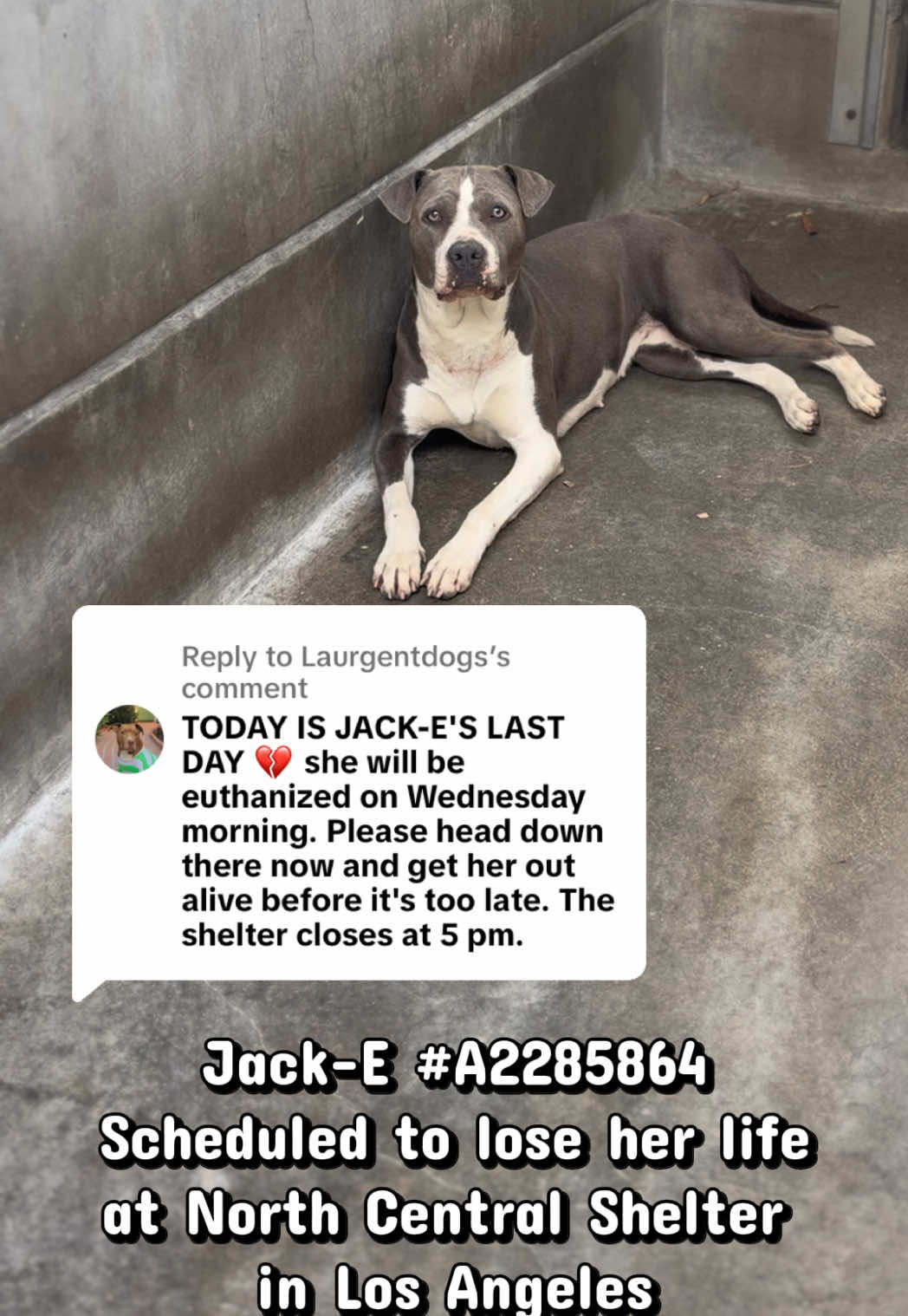 @Laurgentdogs