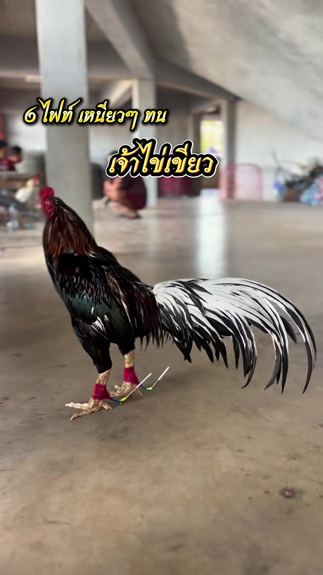 @พี่บ่าวไก่เดือย
