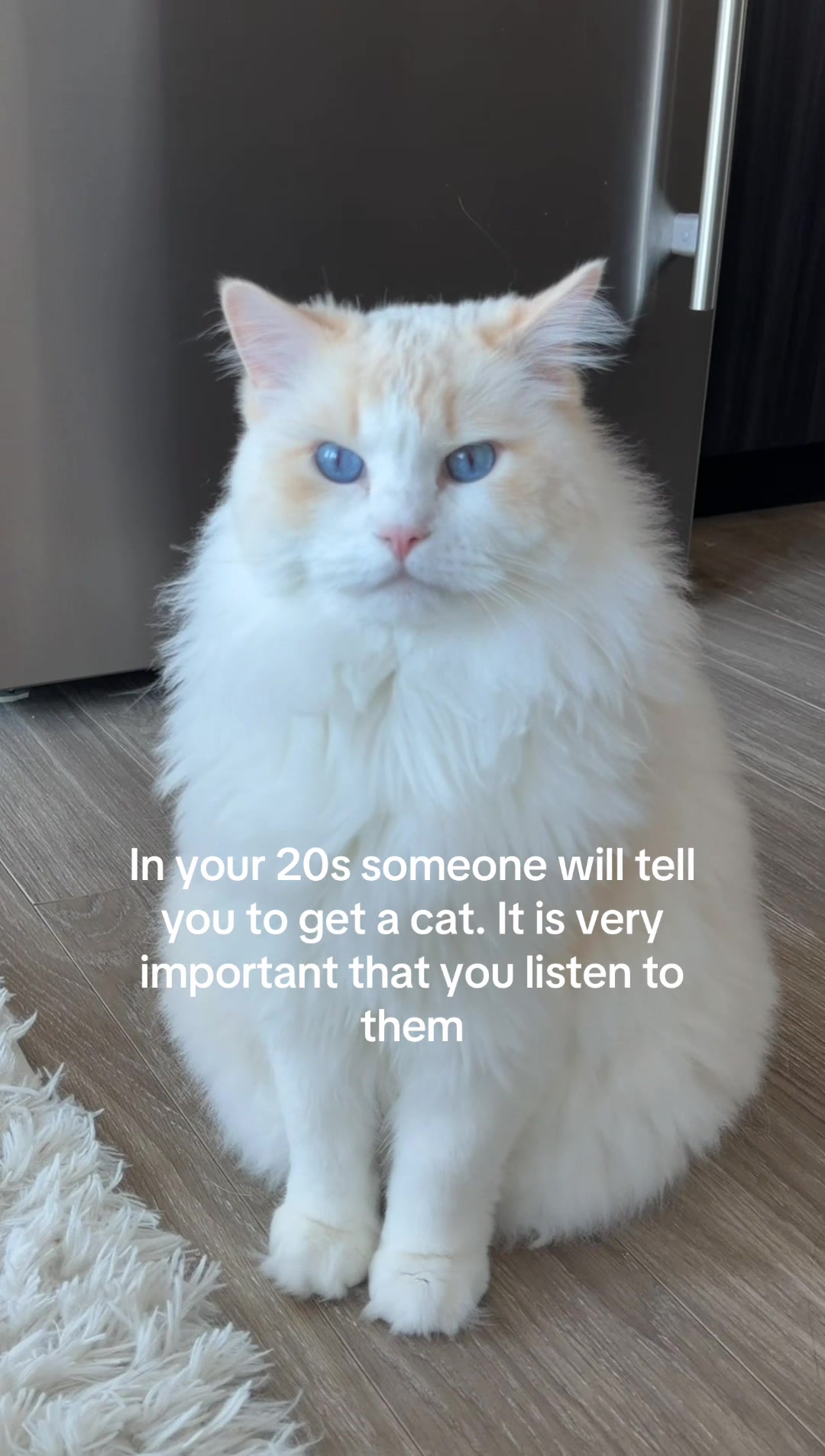 @Brody The Ragdoll Cat