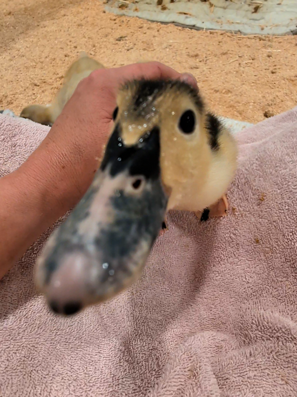 @Mother Duckers Homestead