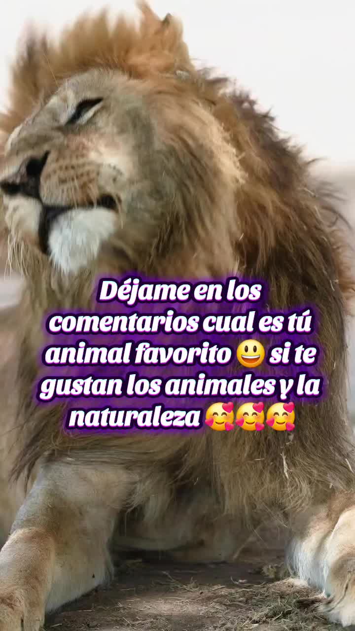 @Mundo Animal