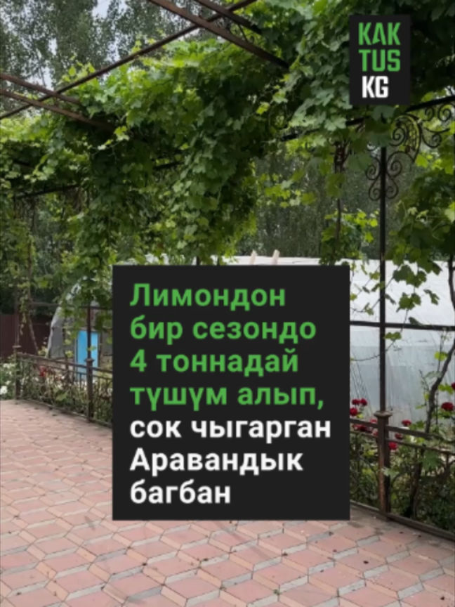 @Kaktus KG