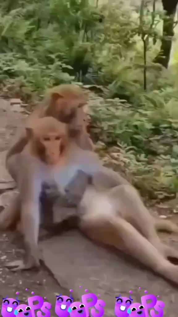 @Rani Rani