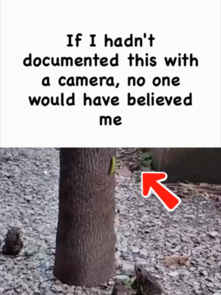 @streamscoop05 | Viral Reels