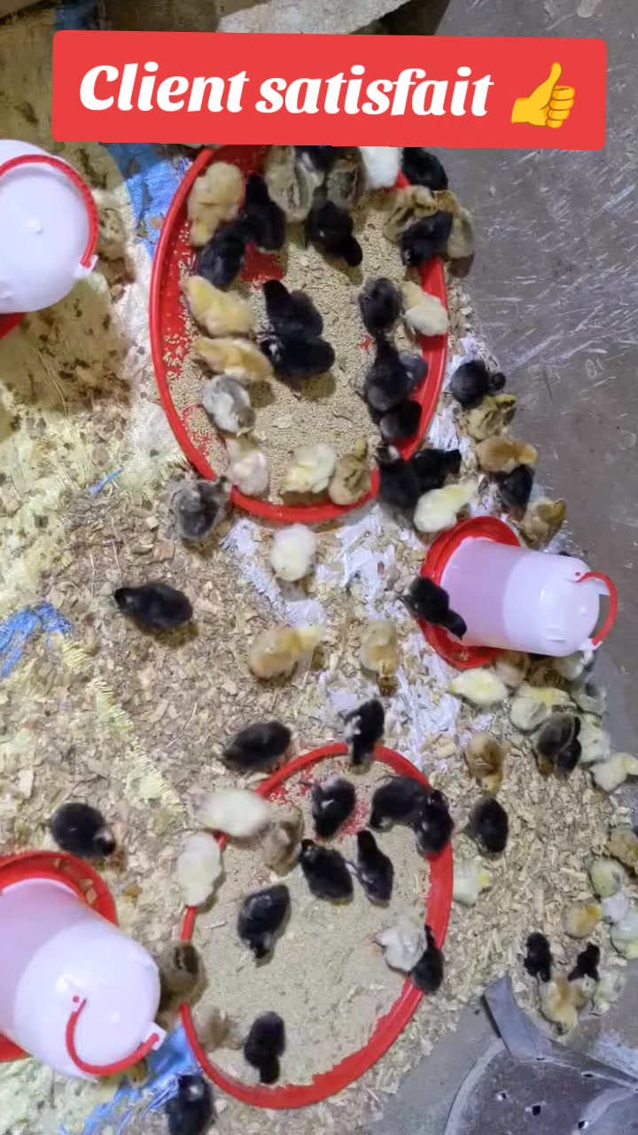 @NDIAYE-BREEDING 🐔
