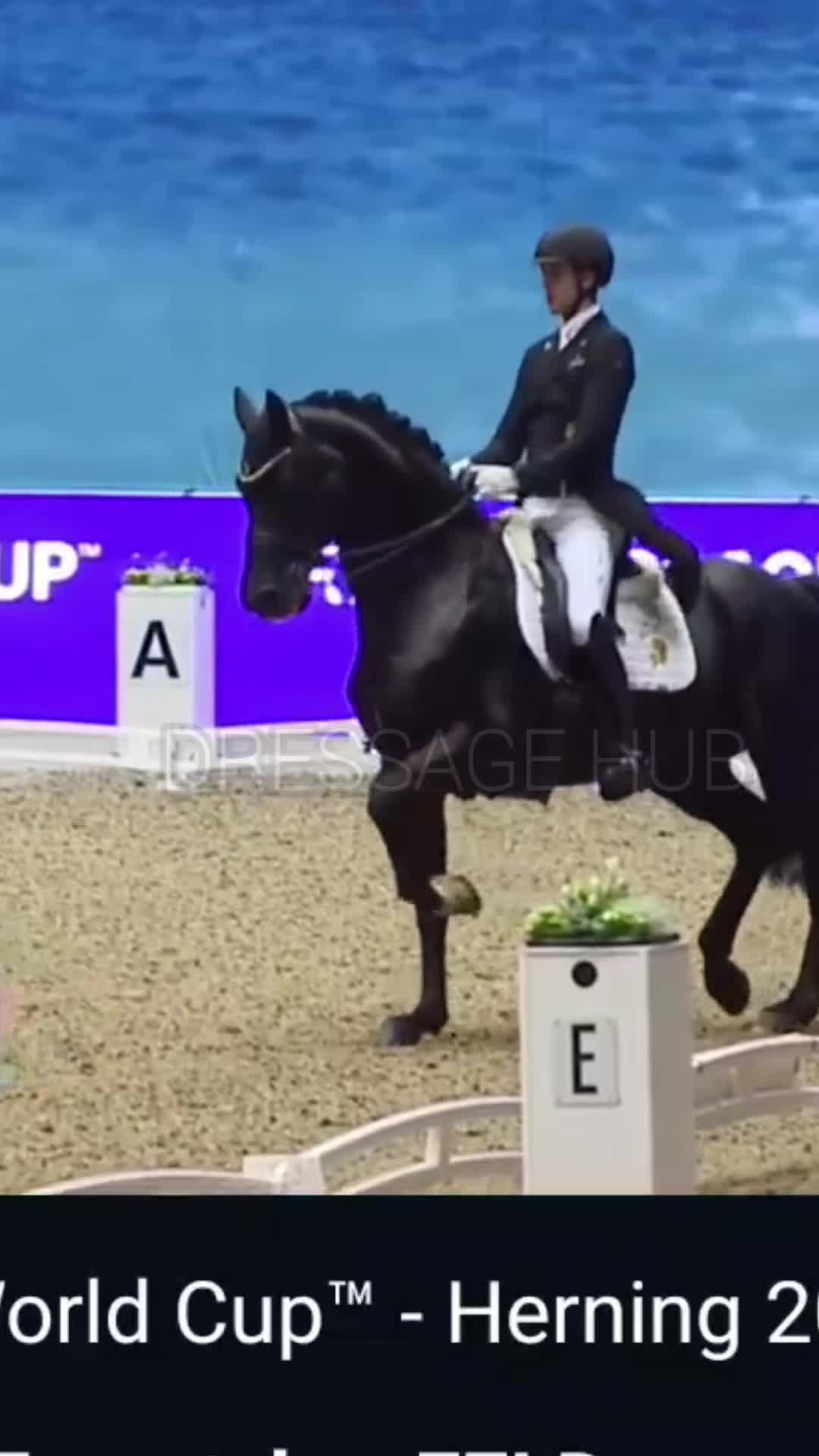 @DressageHub