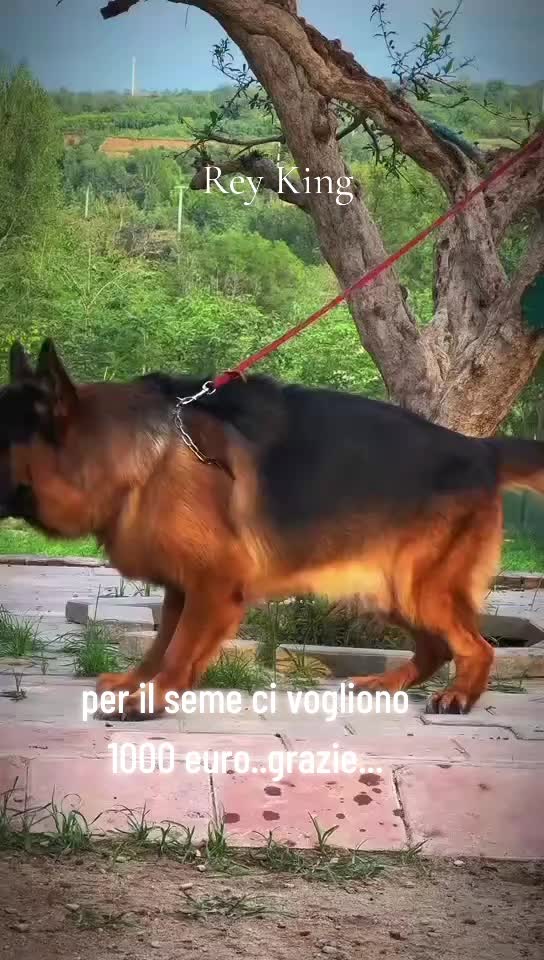 @CarmineofficiaL