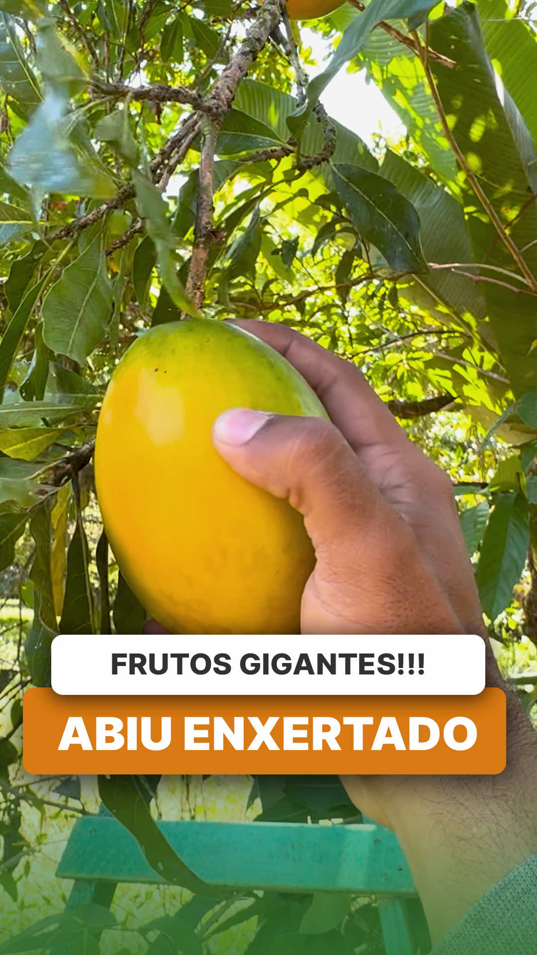 @ViveiroProMudas