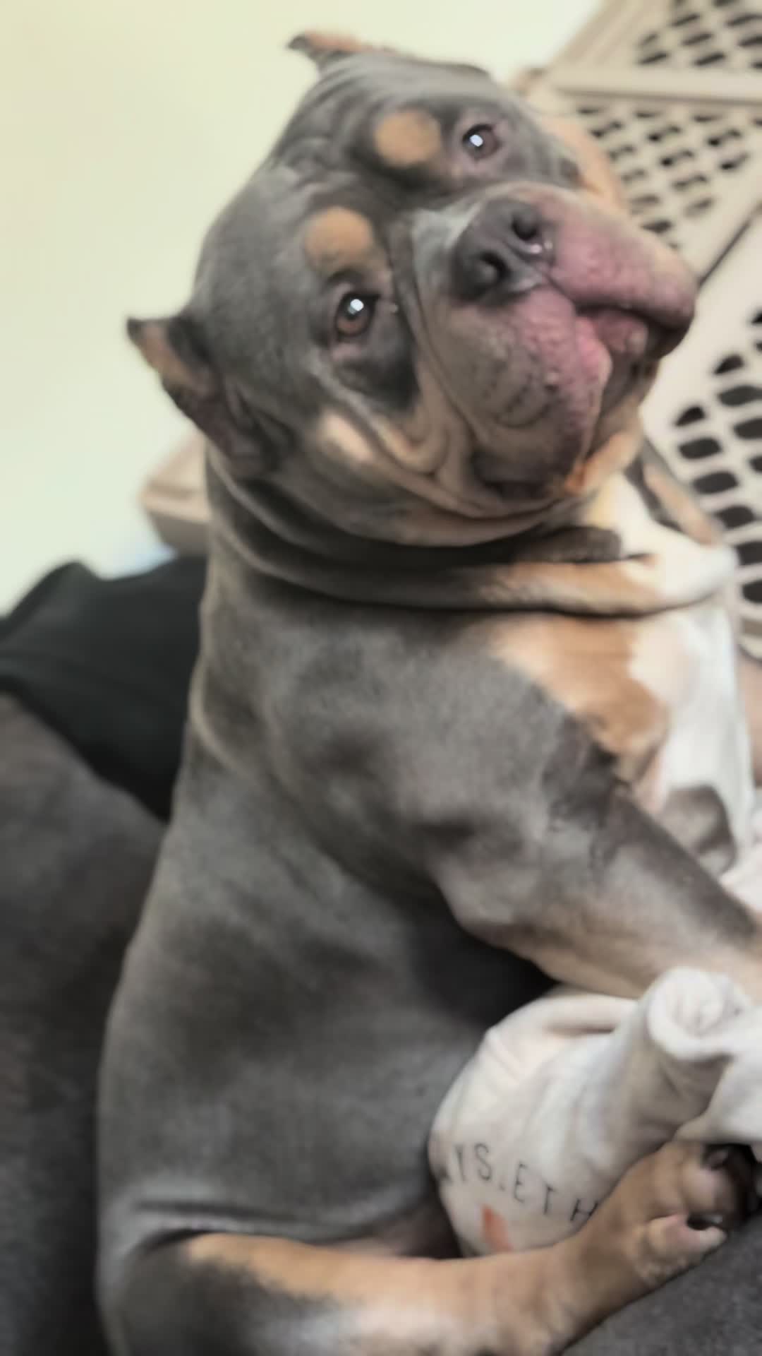@D3 tri State kennel