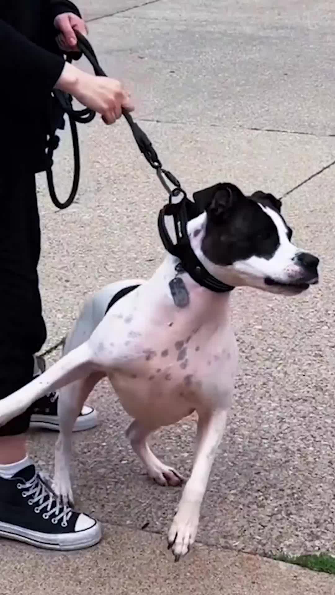 @Miracle K9 Training