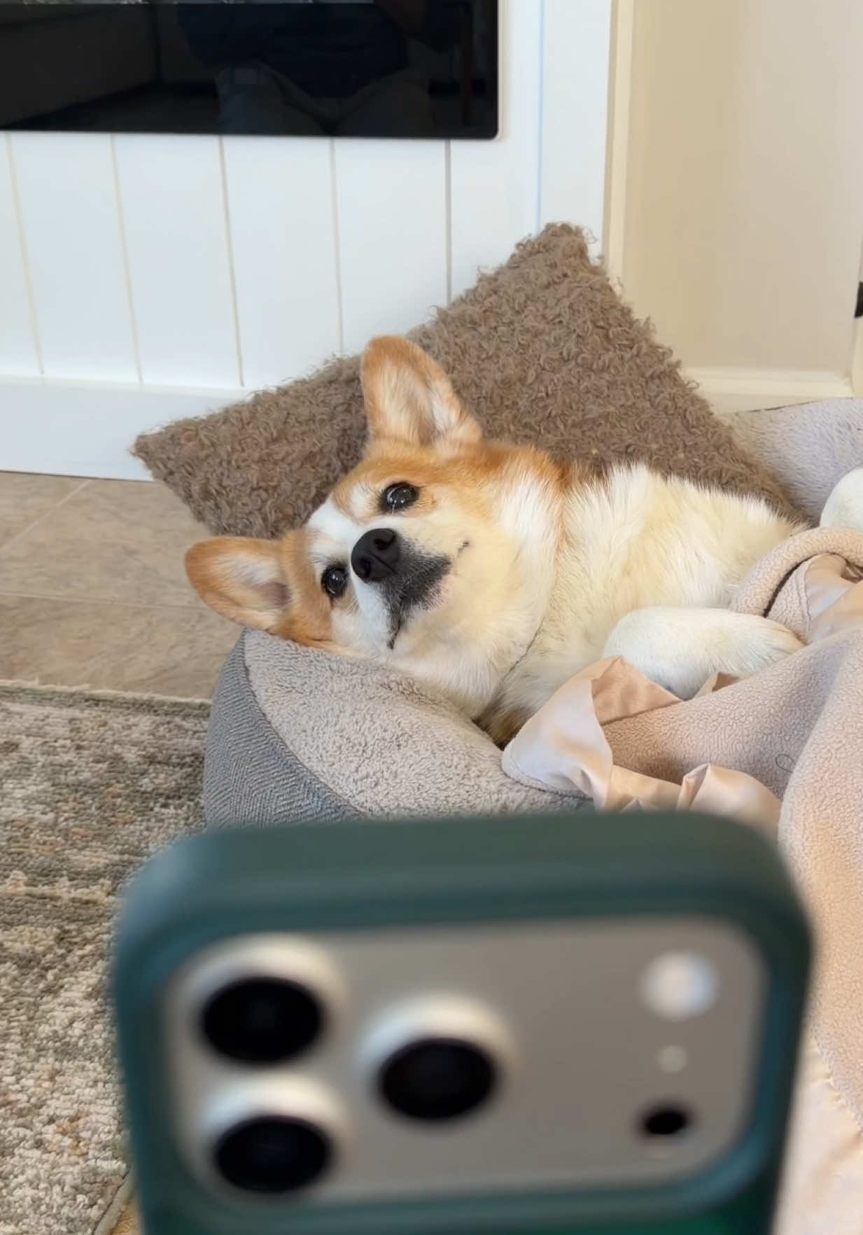 @Hammy & Olivia Corgi