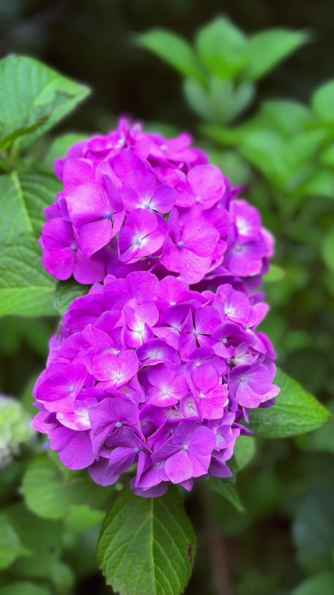 @愛傑夏