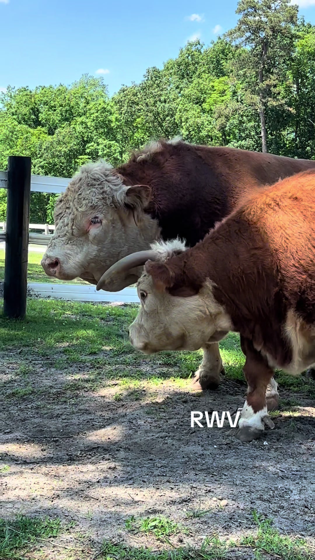 @RWV Land & Livestock