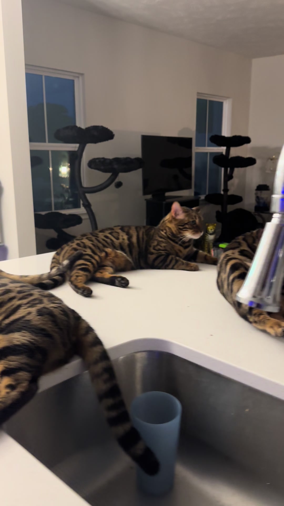 @Tiny Leopard Cats