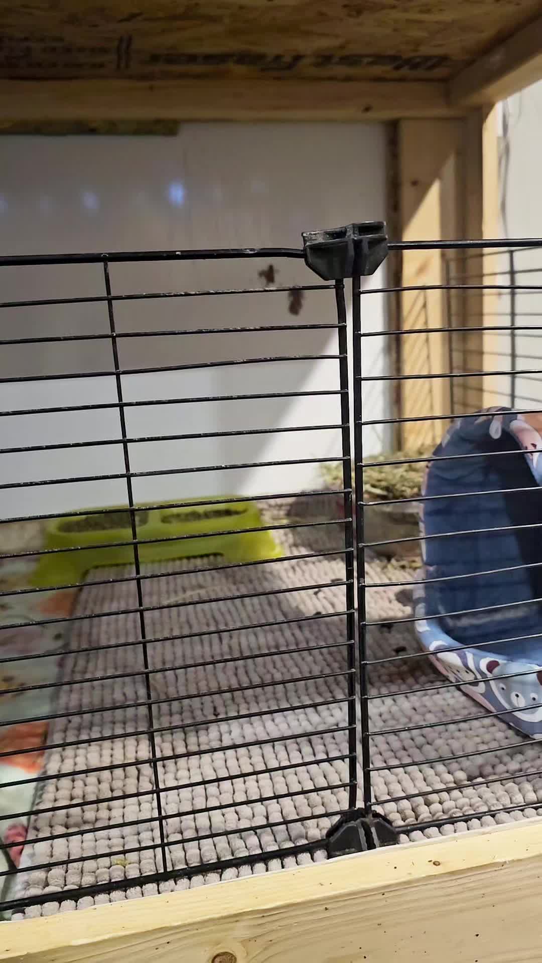 @♡GuineaPiggy♡