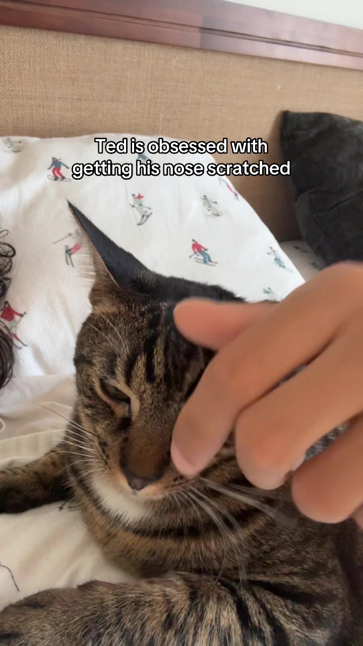 @Quinn The Calico