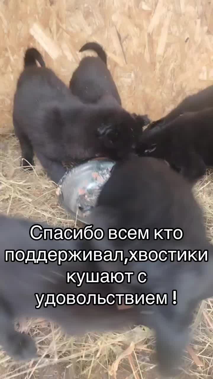 @Приют для животных Потеряшка