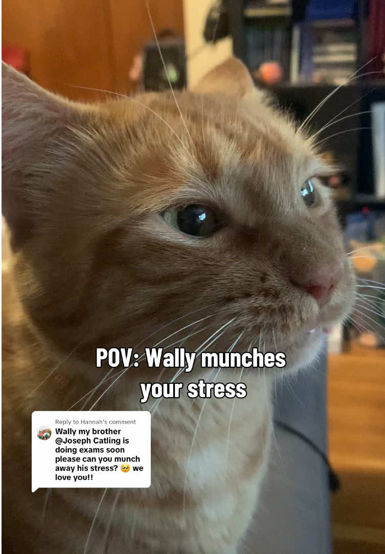 @diycatgeek (Wally & Howl)