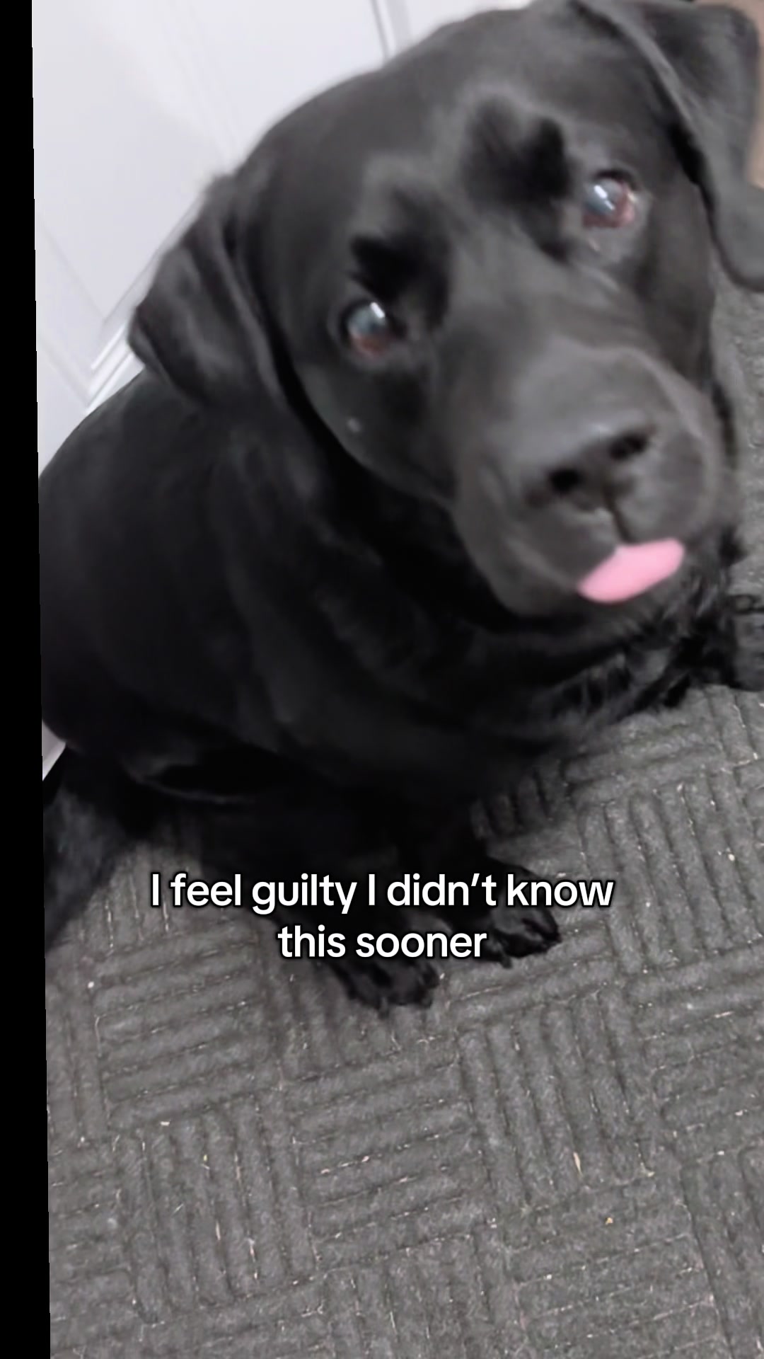 @Gunner the Good Boy Black Lab