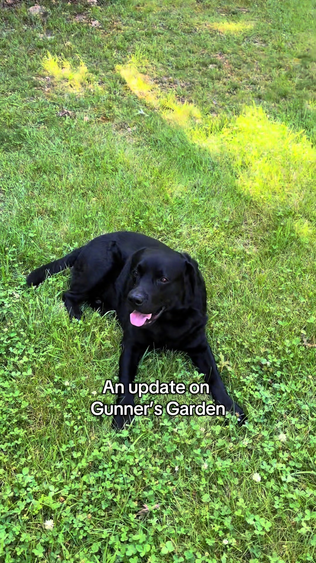 @Gunner the Good Boy Black Lab