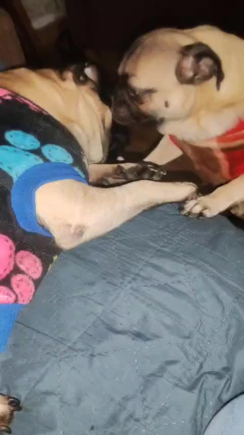 @pug.lovers53